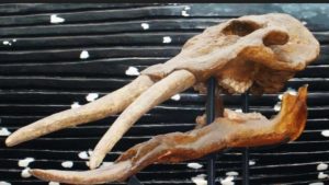 Un crâne de mastodonte vieux de 13 millions d'années découvert près de Toulouse cWikimedia Commons