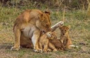 Le zoo de Plaisance-du-Touch accueille un nouveau lion et 3 lionnes Illustration/cdr