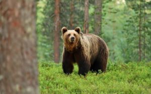 Le doyen des ours des Pyrénées est probablement mort Illustration cdr