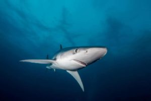 Un requin de 2,50 m s’échoue sur une plage d'Argelès-sur-Mer Illustration dr 